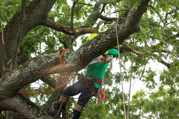 How Our Tree Care Process Works  in  Beulah, ND